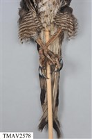 鳳頭蒼鷹藏品圖，第15張